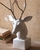 White Ceramic Table Top Mounted Deer Head
