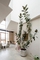 Add Height with Tall Indoor Plants