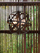 Shop Carson Vintage Iron Outdoor Chandelier By Hinkley