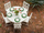 Click to Find Designer Patio Seating Dining Sets By Polywood Chippendale Collection