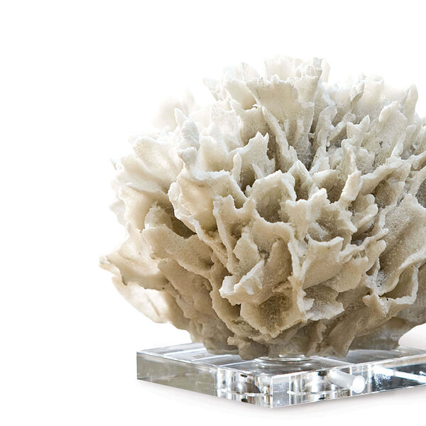East End White Ribbon Coral, image 3