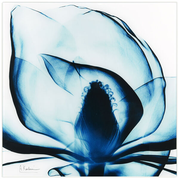Blue Magnolia Frameless Free Floating Tempered Glass Graphic Wall Art, image 2