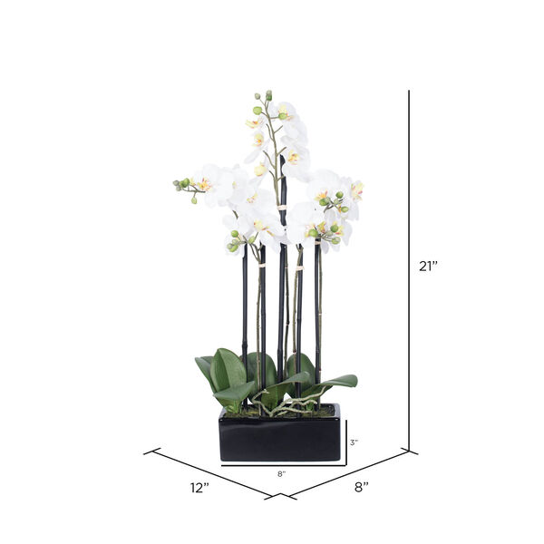 Green and White Orchid with Black Ceramic Pot, image 2