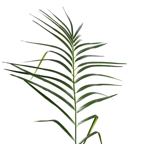 Green Potted Phoenix Palm Tree with 1095 Leaves, image 2
