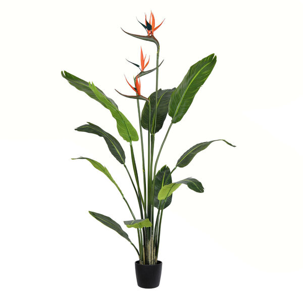 Green Potted Bird of Paradise Palm with 11 Leaves, image 1
