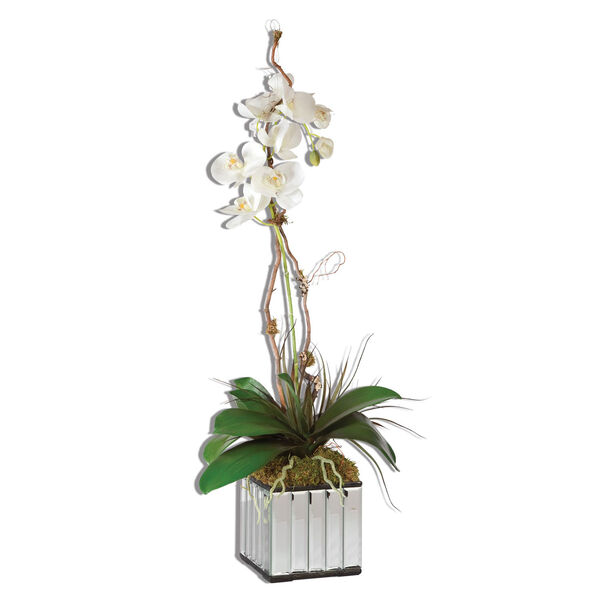 White Kaleama Orchids, image 1