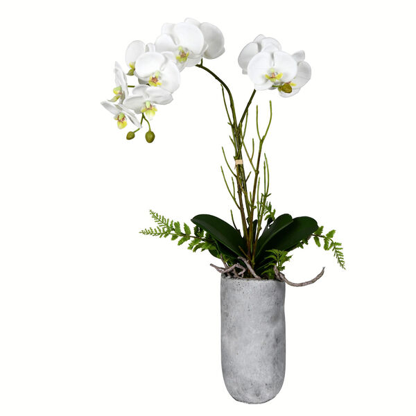 Green and White Orchid with Pot, image 1