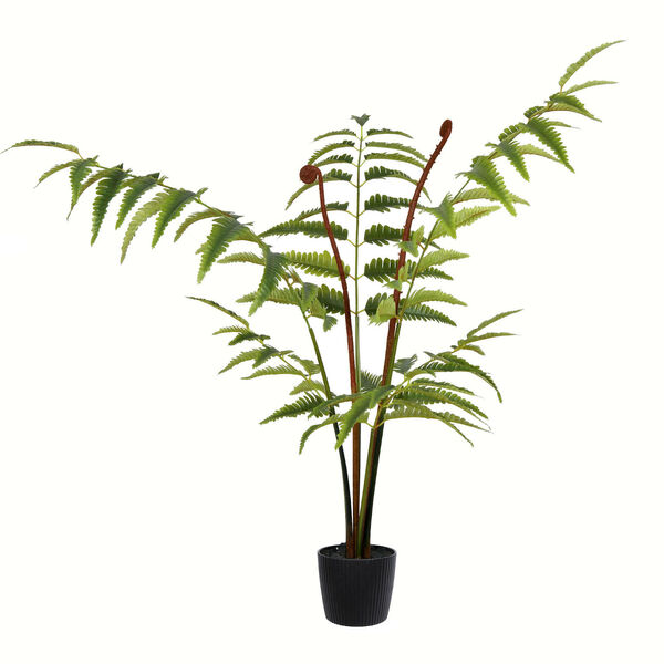 Green Leather Fern in Black Pot with 78 Leaves, image 1