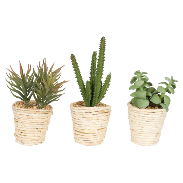 Green Assorted Potted Succulent Cactus, Set of 3, image 1