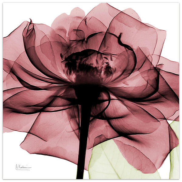 Chianti Rose II Frameless Free Floating Tempered Glass Graphic Wall Art, image 2