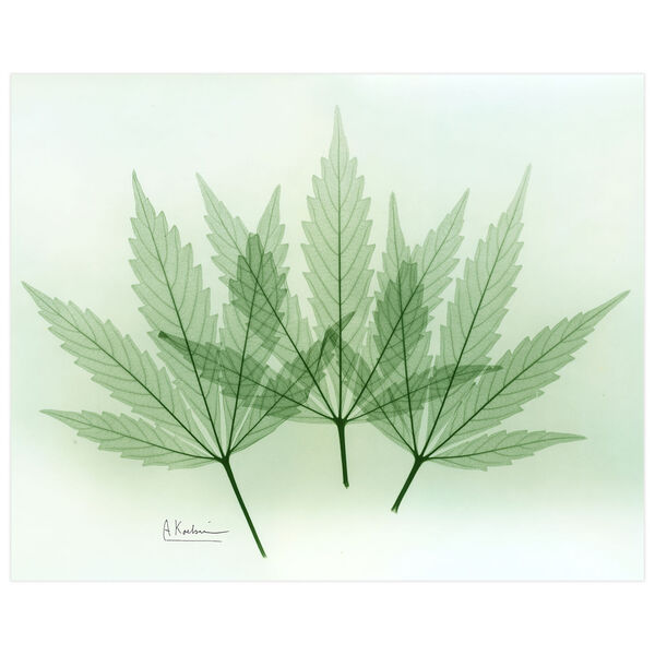 Green Flower Frameless Free Floating Tempered Glass Graphic Wall Art, image 2