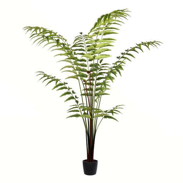 Green Leather Fern with 228 Leaves in Black Pot, image 1