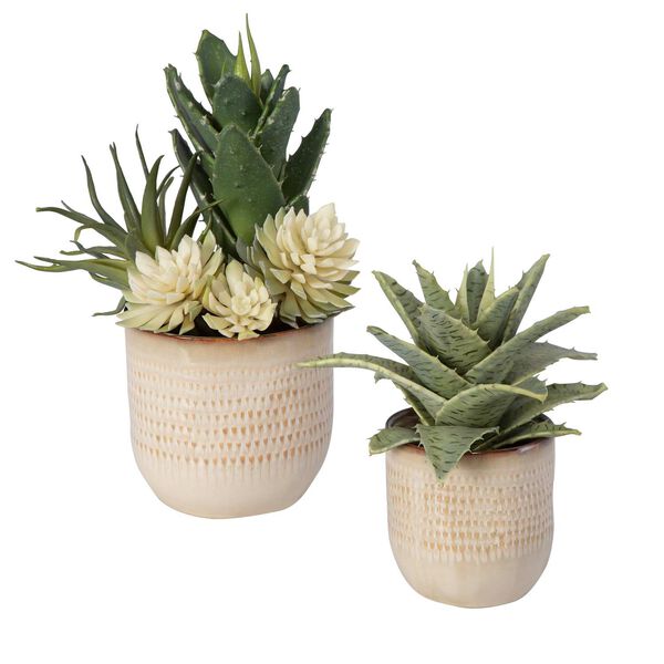 Neutral Tan Seaside Succulents, Set Of Two, image 1