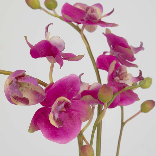 Glory Orchid Pink Natural Clear Fuchsia Orchid In Glass Container, image 4