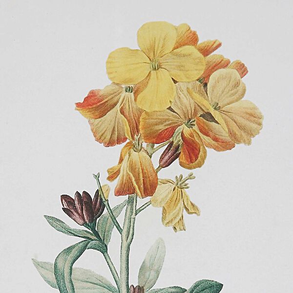 Classic Botanicals Multicolor Framed Prints, Set of Six, image 5