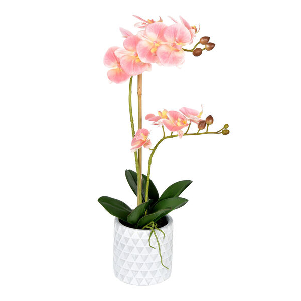 Green and Pink Phalaenopsis with White Pot, image 1