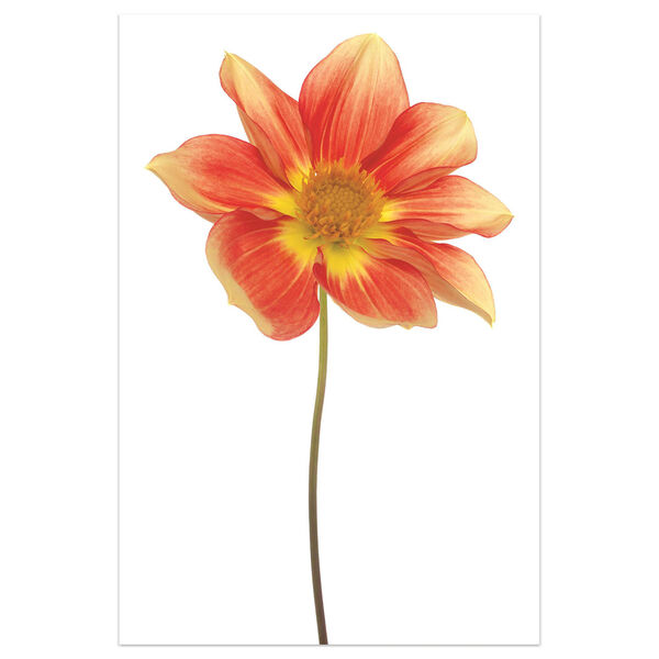 Red Yellow Dahlia on White Frameless Free Floating Tempered Glass Graphic Wall Art, image 2
