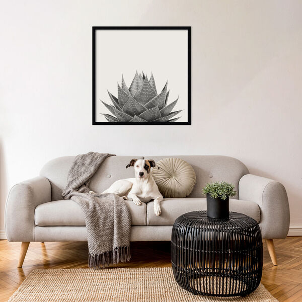 The Creative Bunch Studio Black Haze Aloe Succulent 25 x 25 Inch Wall Art, image 1