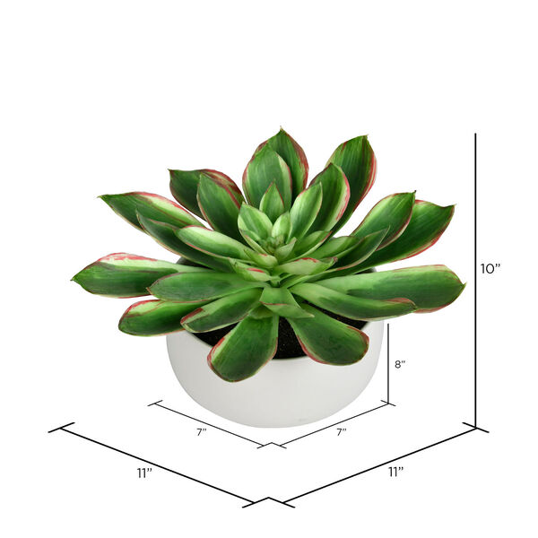 Green Succulent with White Ceramic Pot, image 2
