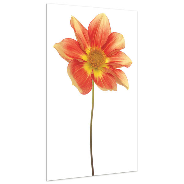 Red Yellow Dahlia on White Frameless Free Floating Tempered Glass Graphic Wall Art, image 3