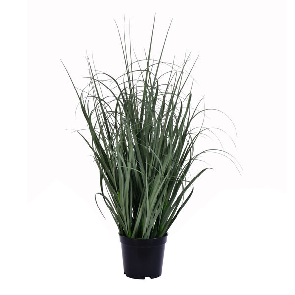 Green 24-Inch Ryegrass with Black Pot, image 1