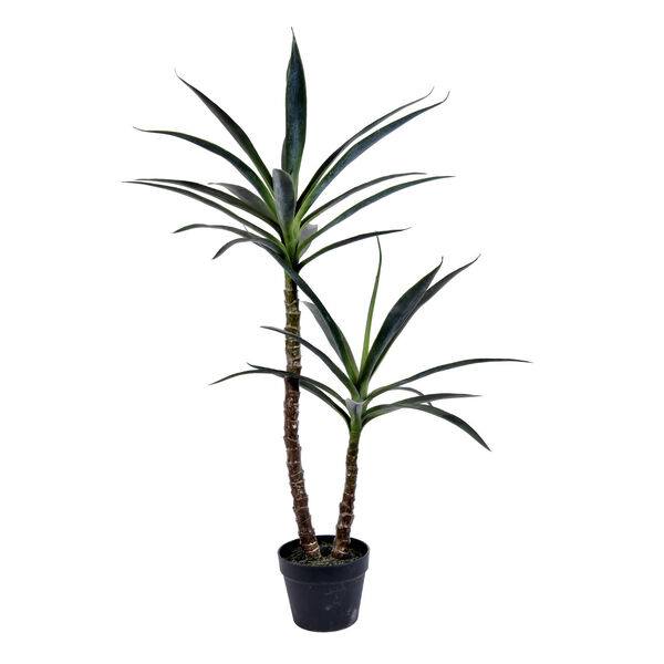 Green Yucca Tree with Black Pot, image 1