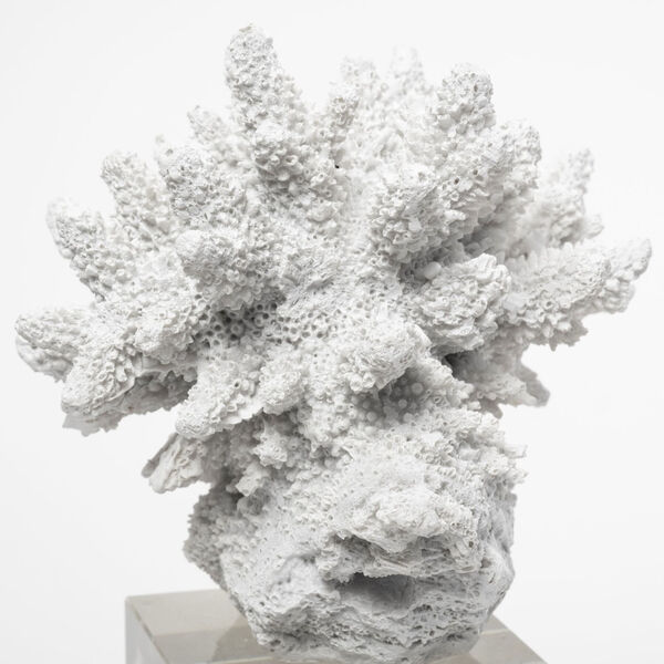 Isla White 10-Inch Replica Coastal Coral Decorative Object, image 4