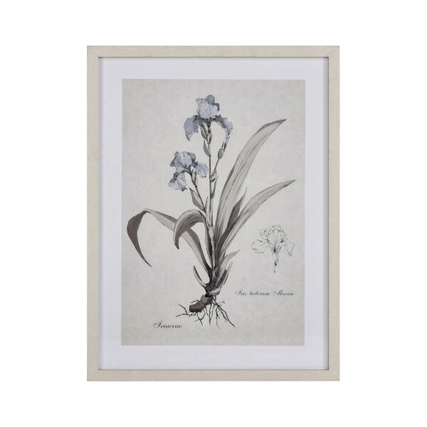Iris Botanic Multicolor 18 x 24 Inch Framed Wall Art, image 1
