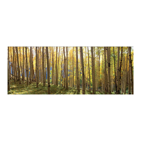 Sunlit Colorado Trees Print, image 1