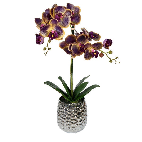 Green and Purple 21-Inch Phalaenopsis with Ceramic Pot, image 1