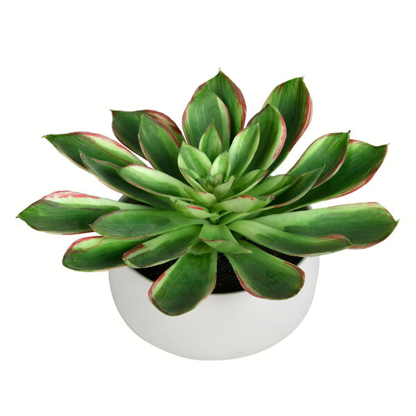 Green Succulent with White Ceramic Pot, image 1