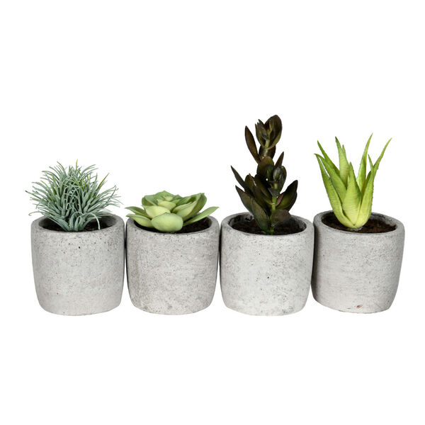 Green Assorted Succulent with White Pot, Pack of 4, image 1