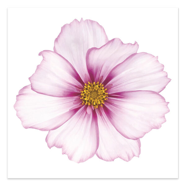 Magenta Cosmo on White Frameless Free Floating Tempered Glass Graphic Wall Art, image 2