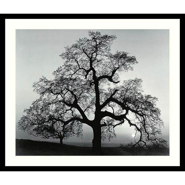 Oak Tree, Sunset City, California, 1962 by Ansel Adams: 27 x 23 Print Reproduction, image 1