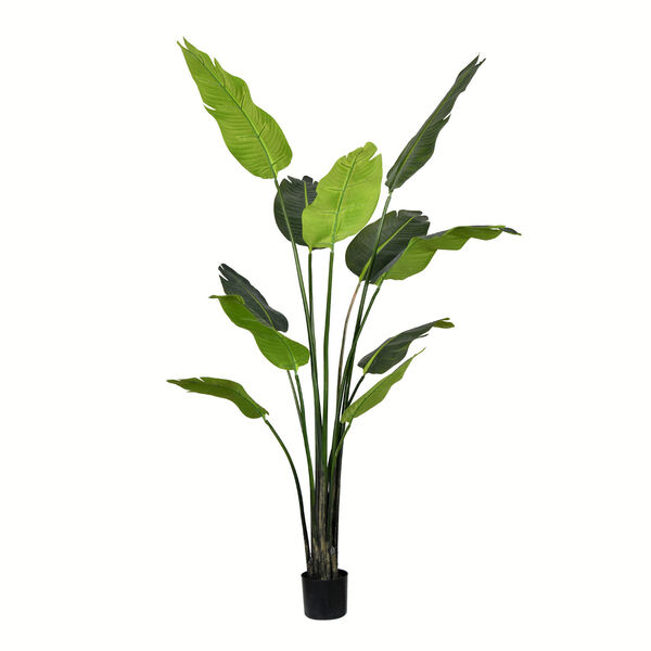 Green Potted Travelers Palm with 11 Leaves, image 1