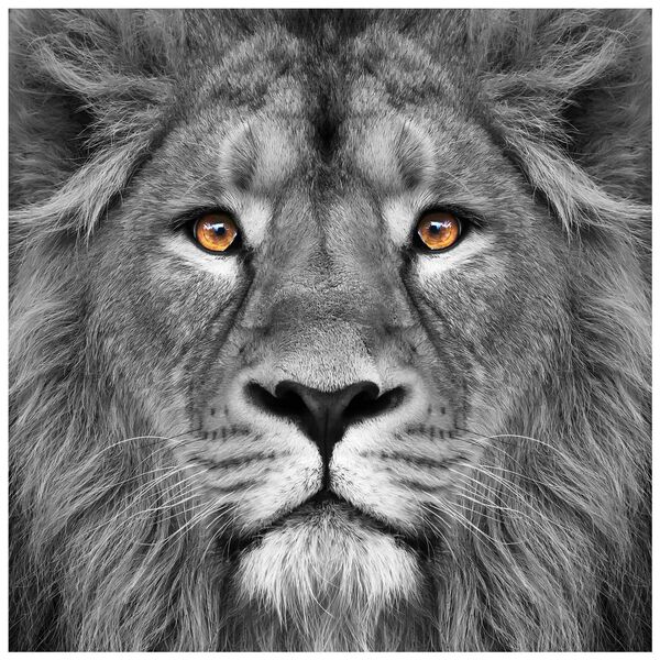King of the Jungle Lion Frameless Free Floating Tempered Glass Graphic Wall Art, image 1