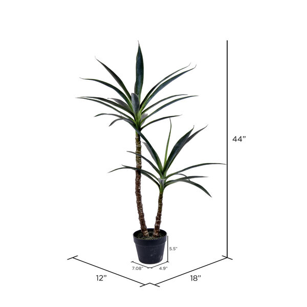 Green Yucca Tree with Black Pot, image 2