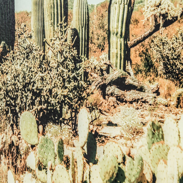 Brown Blue and Green 47-Inch Saguaro Landscape, image 4