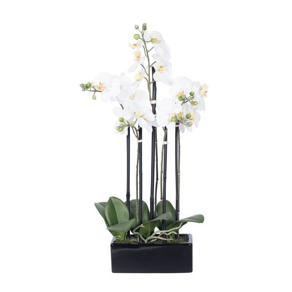 Green and White Orchid with Black Ceramic Pot, image 1