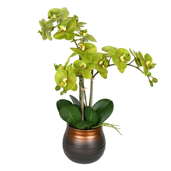 Green Phalaenopsis with Ceramic Pot, image 1