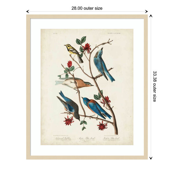John James Audubon Brown Townsends Warbler 28 x 33 Inch Wall Art, image 3
