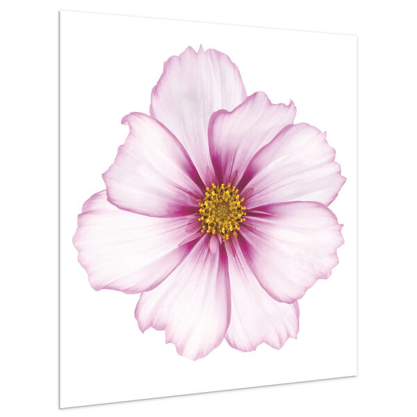Magenta Cosmo on White Frameless Free Floating Tempered Glass Graphic Wall Art, image 3
