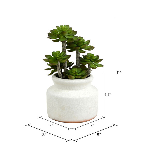 Green Succulent with Round White Ceramic Pot, image 2