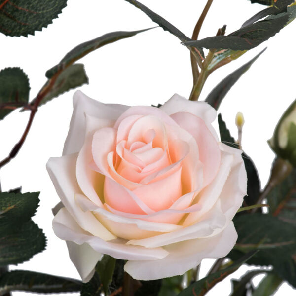 Pink 45-Inch Rose Plant in Pot, image 2