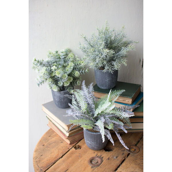 Fern Succulents with Round Grey Pots, Set of Three, image 1