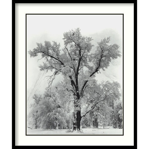 Oak Tree, Snowstorm, Yosemite National Park-1948 by Ansel Adams: 27 x 32-Inch Print Reproduction, image 1