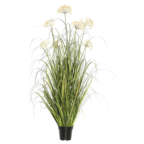 Dandelion Grass in Pot, image 1