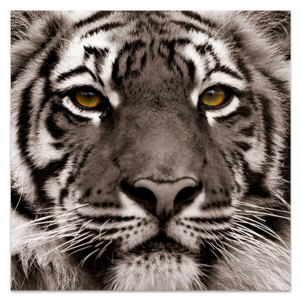 Eye of the Tiger Frameless Free Floating Tempered Glass Graphic Wall Art, image 2