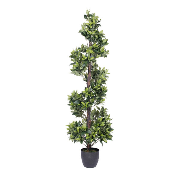 Green Spiral Bay Tree with Black Pot, image 1