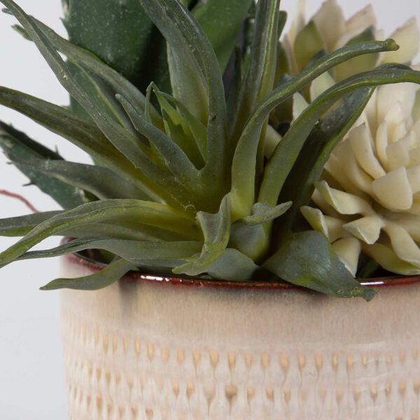 Neutral Tan Seaside Succulents, Set Of Two, image 5